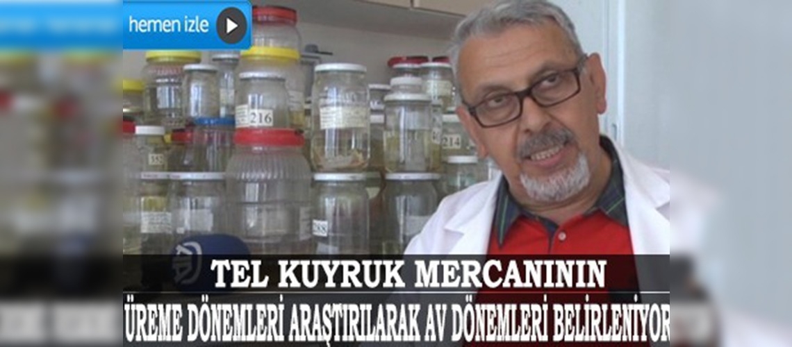 Akdeniz'in yeni gözde balığı ‘tel kuyruk mercanı’