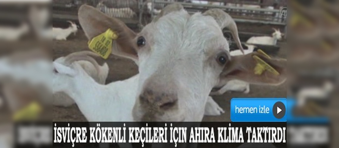 Keçileri için ahıra klima taktırdı