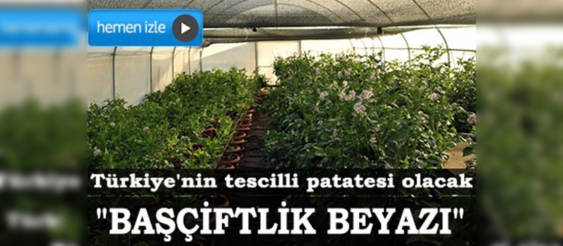 Türkiye'nin tescilli patatesini üretmek için çalışıyor