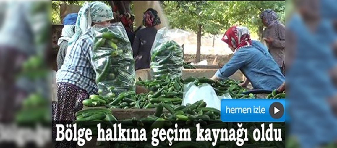 Turşuluk salatalıklar bölge halkına geçim kaynağı oldu	