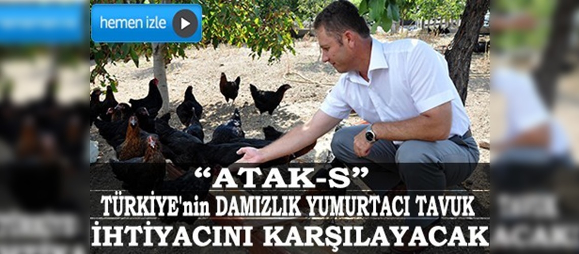 Yerli tavuk üretimi dışa bağımlılığı azaltacak