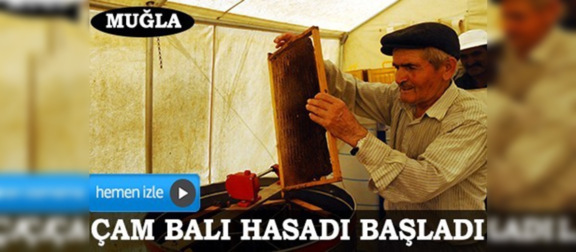 Çam balı hasadı başladı