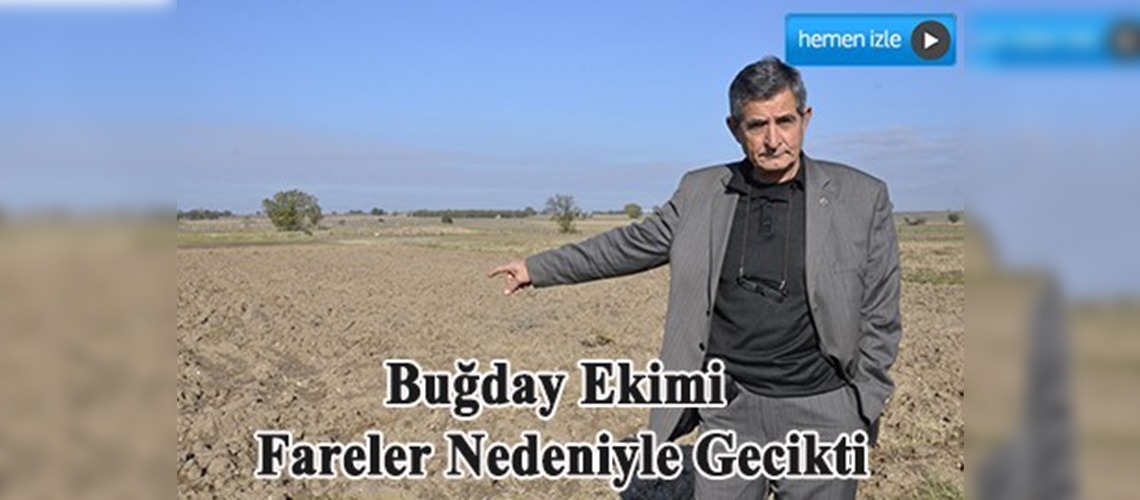 Buğday Ekimi Fareler Nedeniyle Gecikti