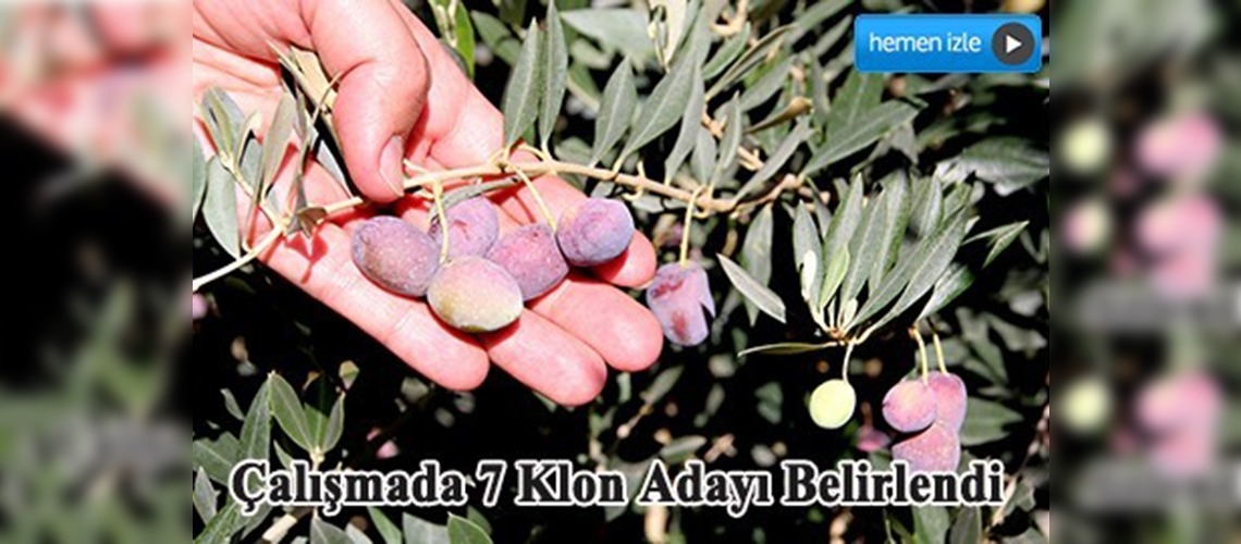 ''Sarı ulak'' zeytin çeşidine koruma