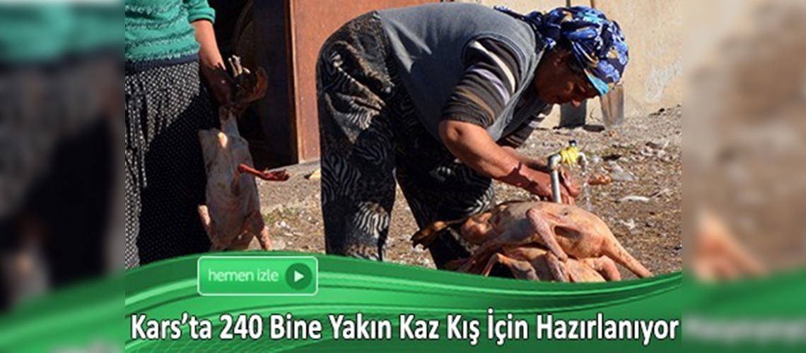 Kadınların kaz temizleme mesaisi başladı