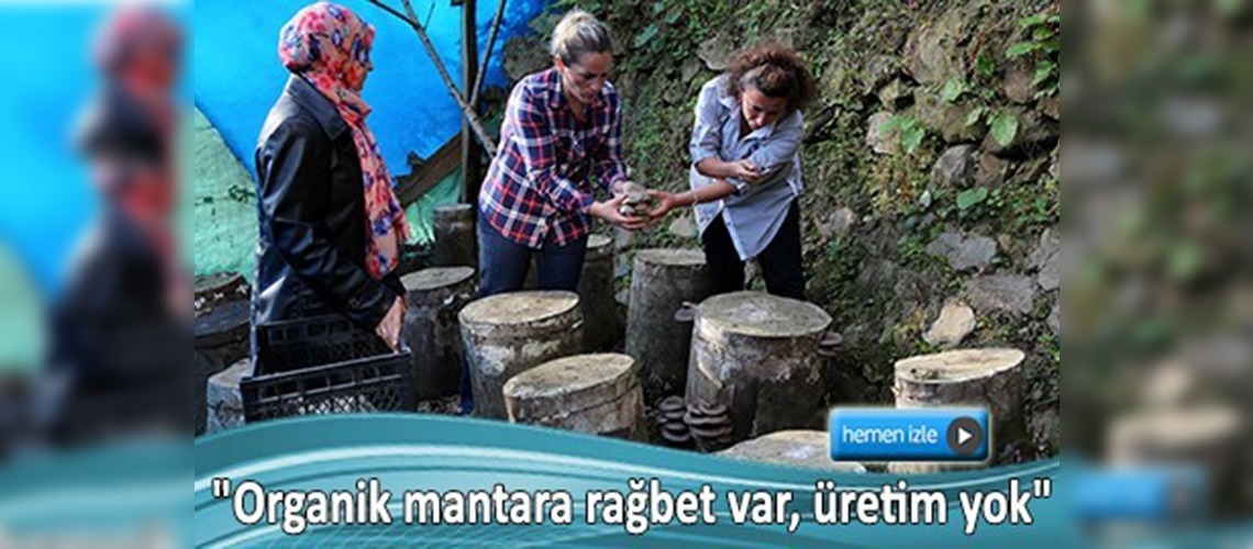 Organik kayın mantarı alternatif geçim kaynağı olacak 