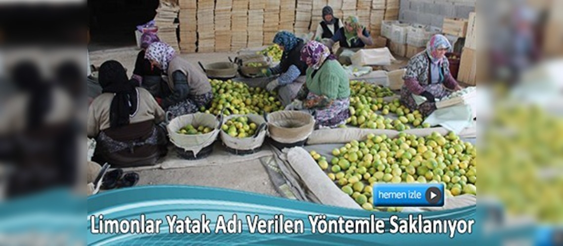 Hasat fazlası limonlar yatağa alınacak