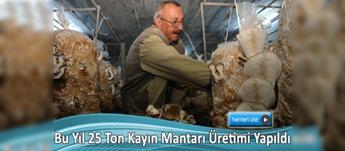 Muğlalı çiftçinin yeni gelir kaynağı kayın mantarı 