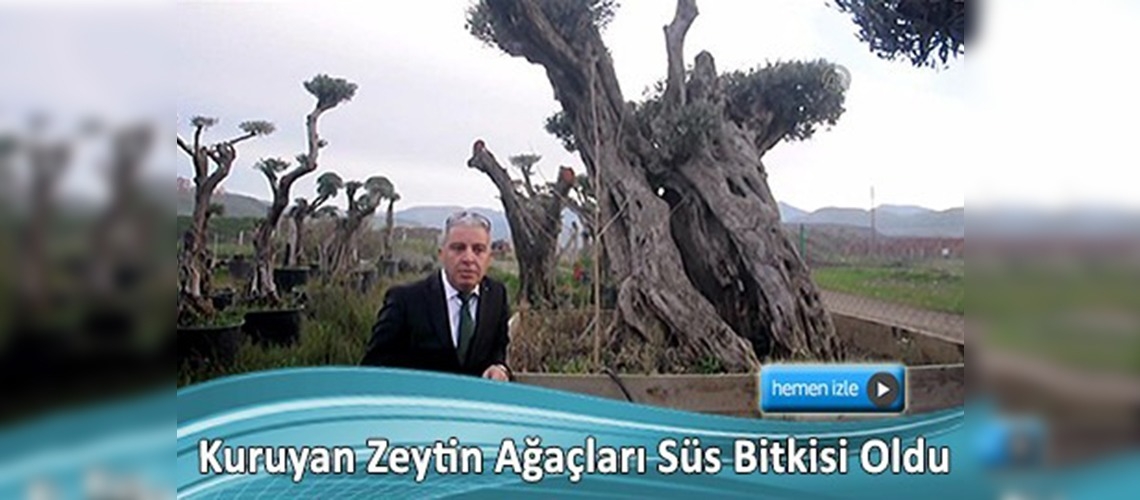 Kuruyan zeytin ağaçlarına 'can veriyorlar'