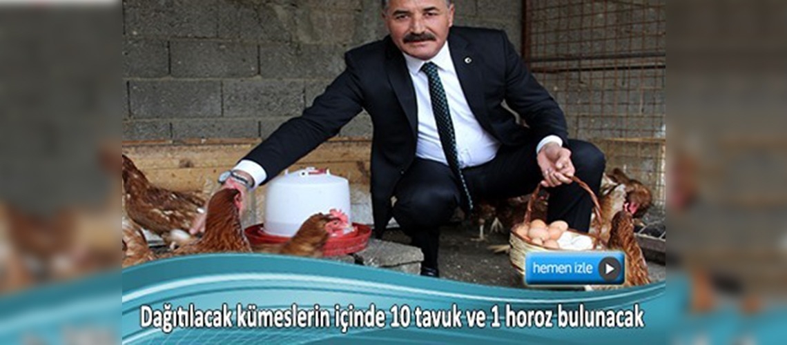 Üretimi teşvik için kümesiyle tavuk dağıtılacak