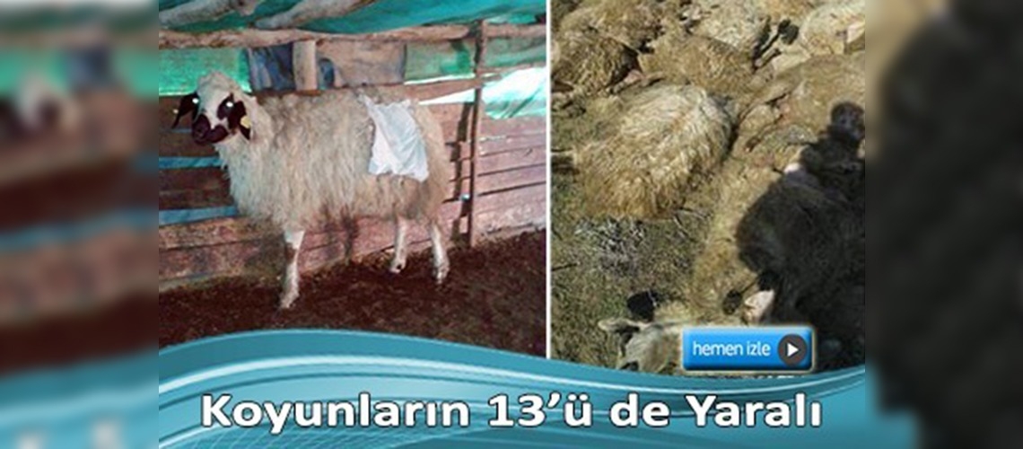 Ereğli'de yaban hayvanları 25 koyunu telef etti