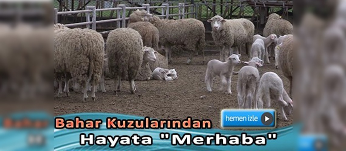 Bu yıl yavrulama oranı 1.7 oldu