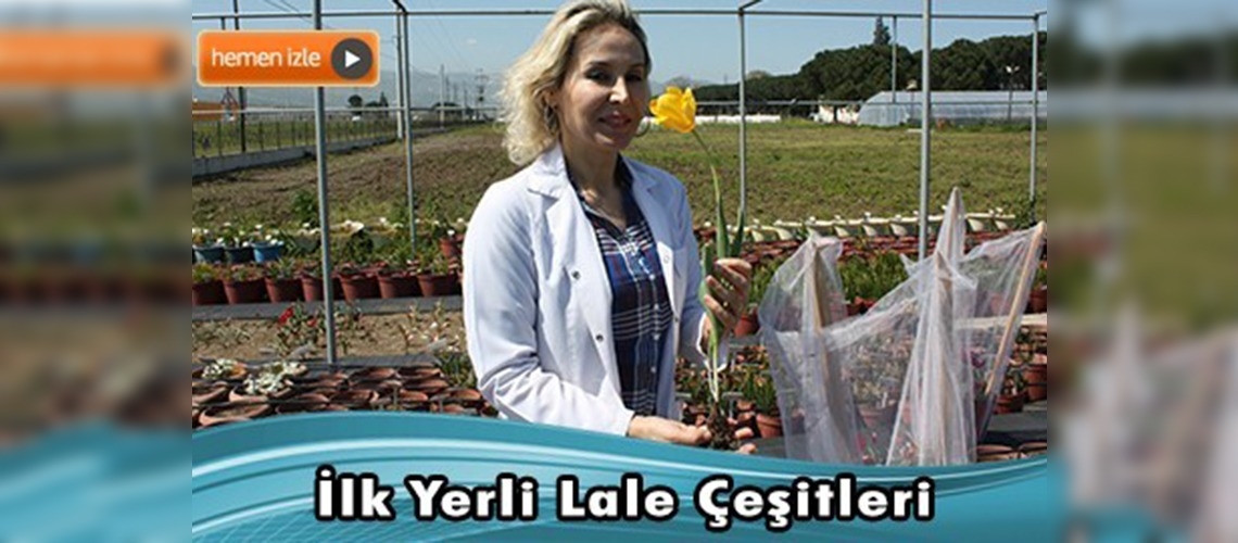 Üç Adet Yerli Lale Çeşidi Yetiştirildi