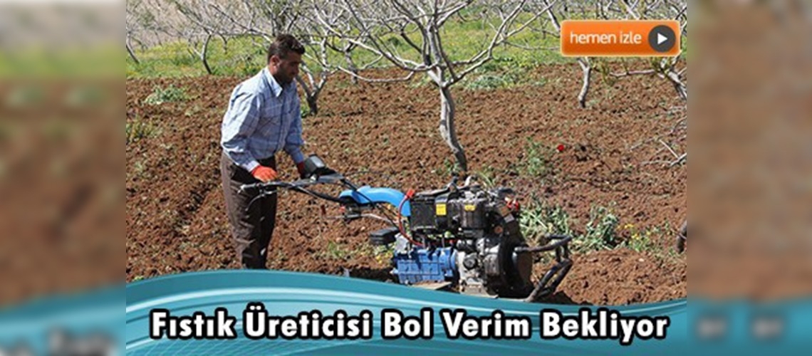 Siirtli çiftçiler fıstık rekoltesinden umutlu