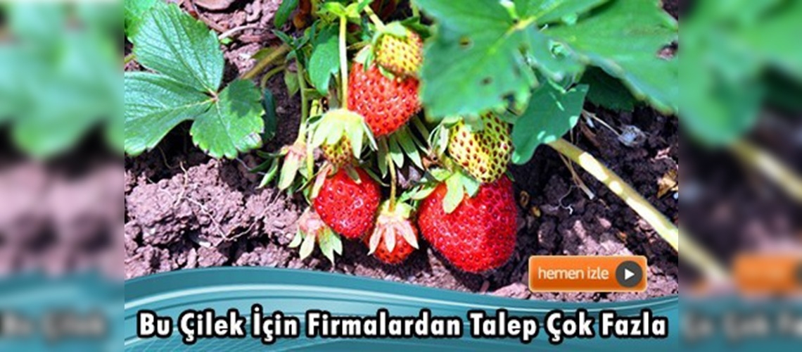 Osmanlı çileği tezgahı görmeden satılıyor 