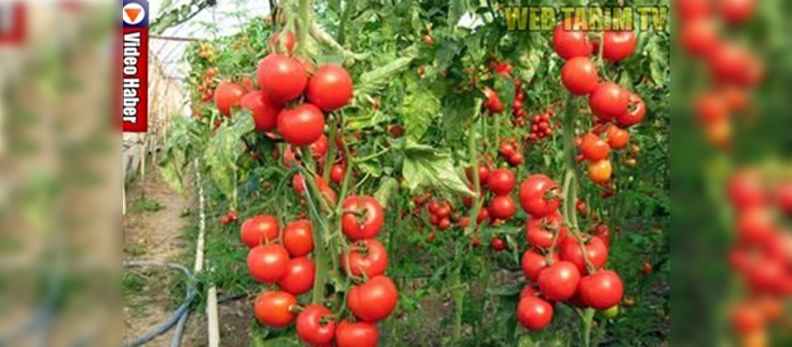 Konyalı kadın çiftçiler, Tarımsal Yayım Projesinden memnun