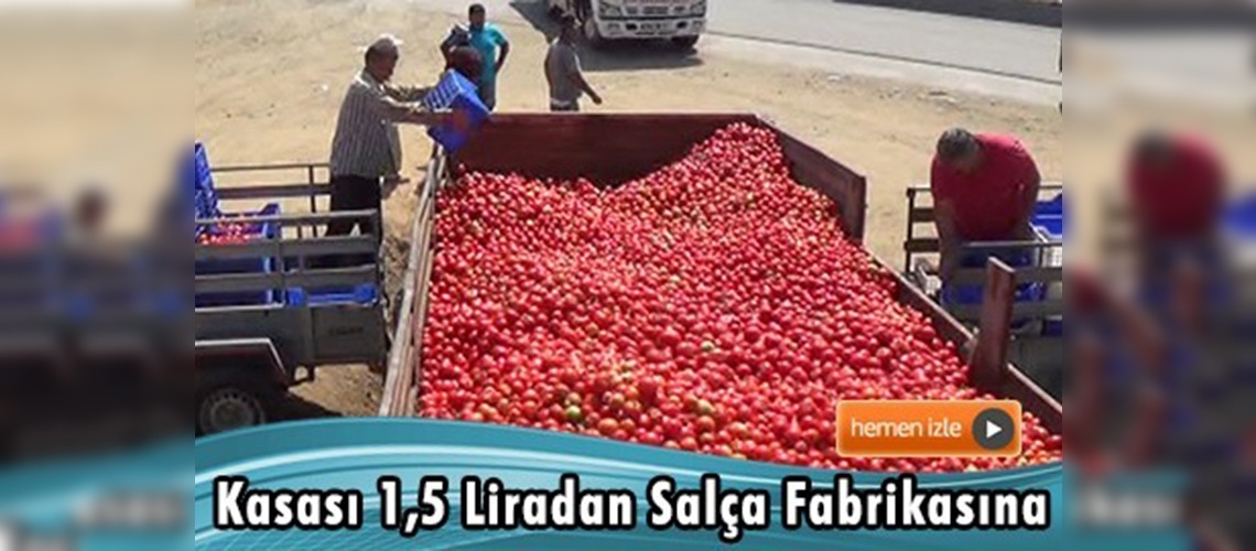 Seralarda kalan domatesin kasası 1,5 lira