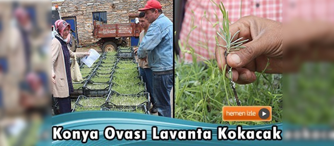 Konya Ovası'nda lavanta vadileri oluşturulacak