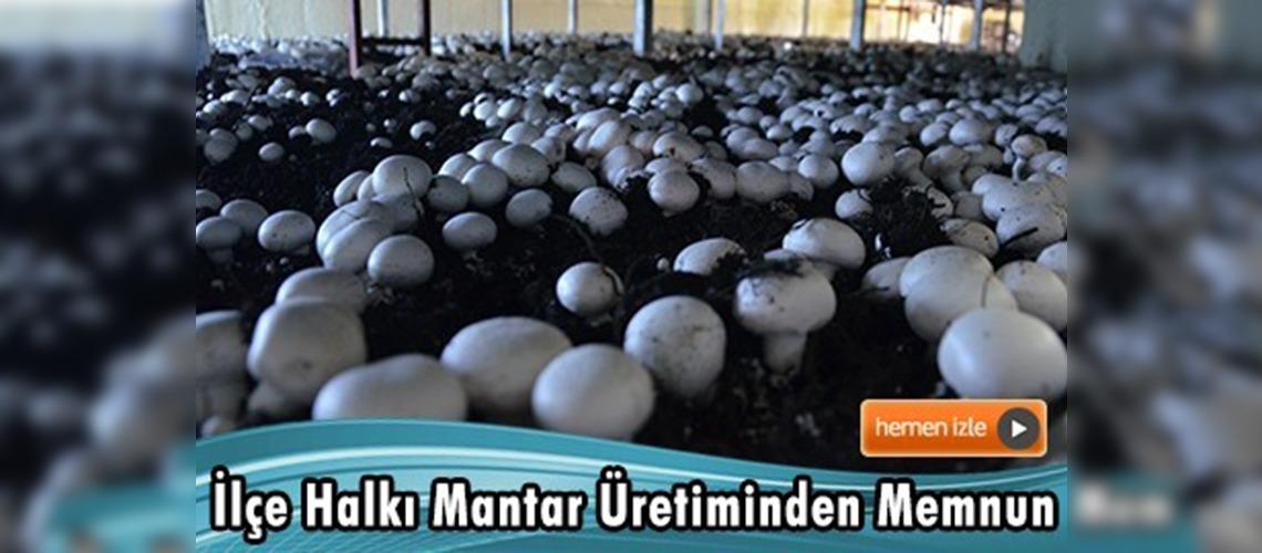 Kültür mantarı üretiminin yarısı Korkuteli'nden