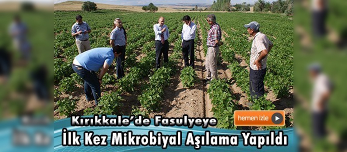 Kırıkkale'de fasulyeye ilk kez mikrobiyal aşılama yapıldı