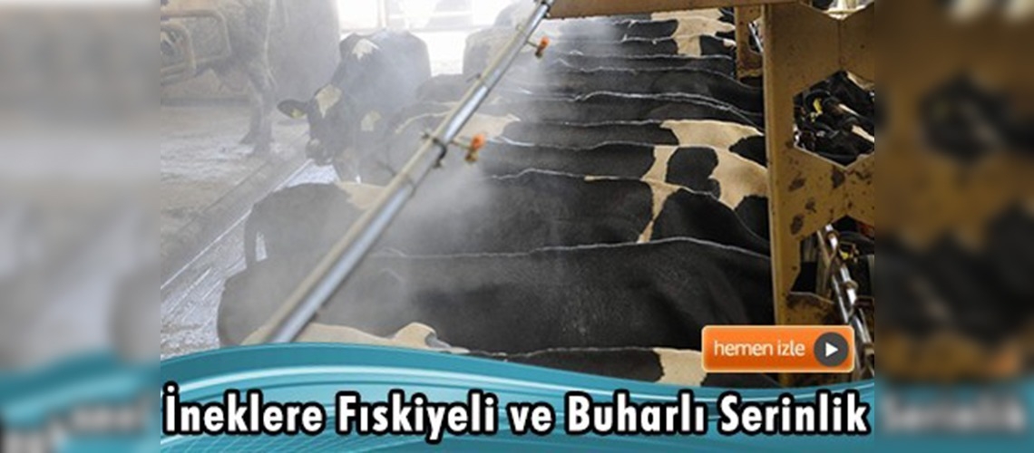 İneklere fıskiyeli ve buharlı serinlik