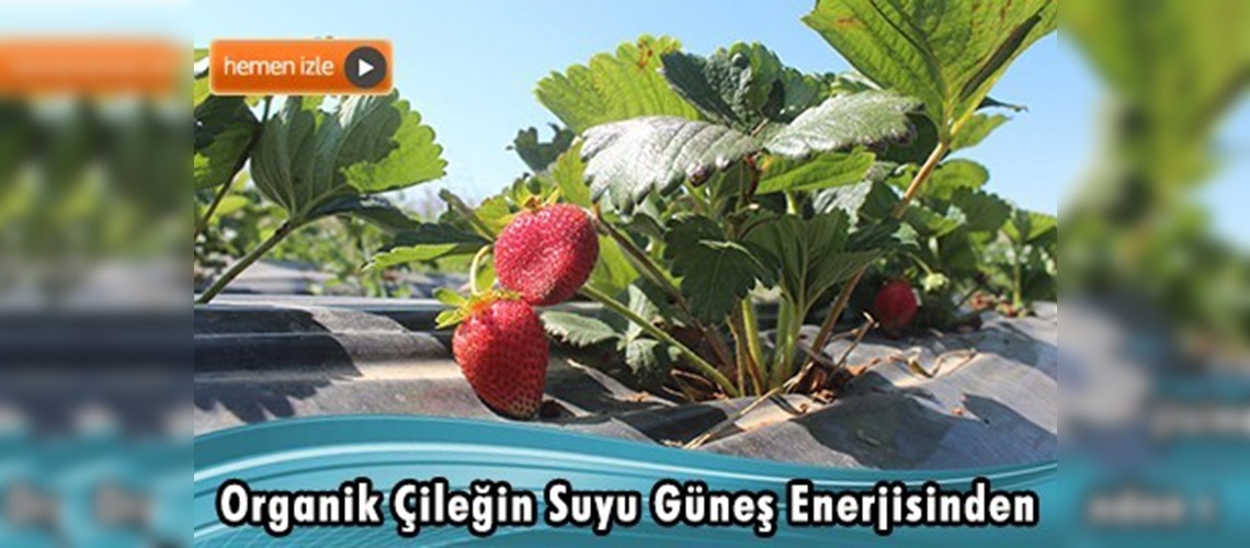 Konya'da güneş enerjisi sulamada kullanılıyor