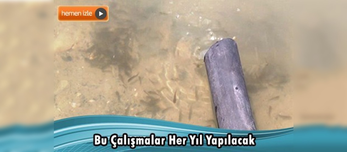 Tunceli Günboğazı Göleti'ne 27 bin sazan yavrusu bırakıldı