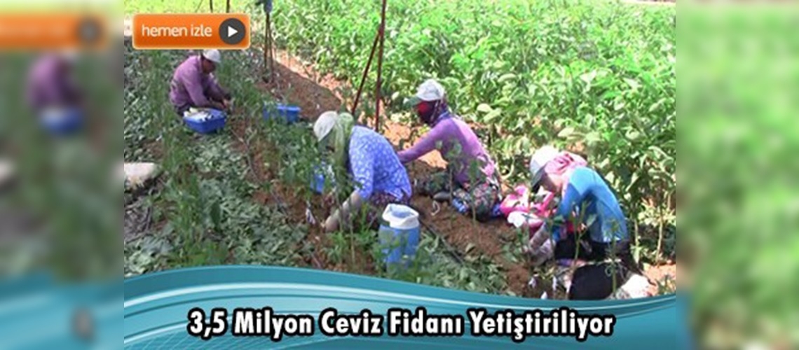 Bandırma'dan yılda 500 bin ceviz fidanı ihraç ediliyor