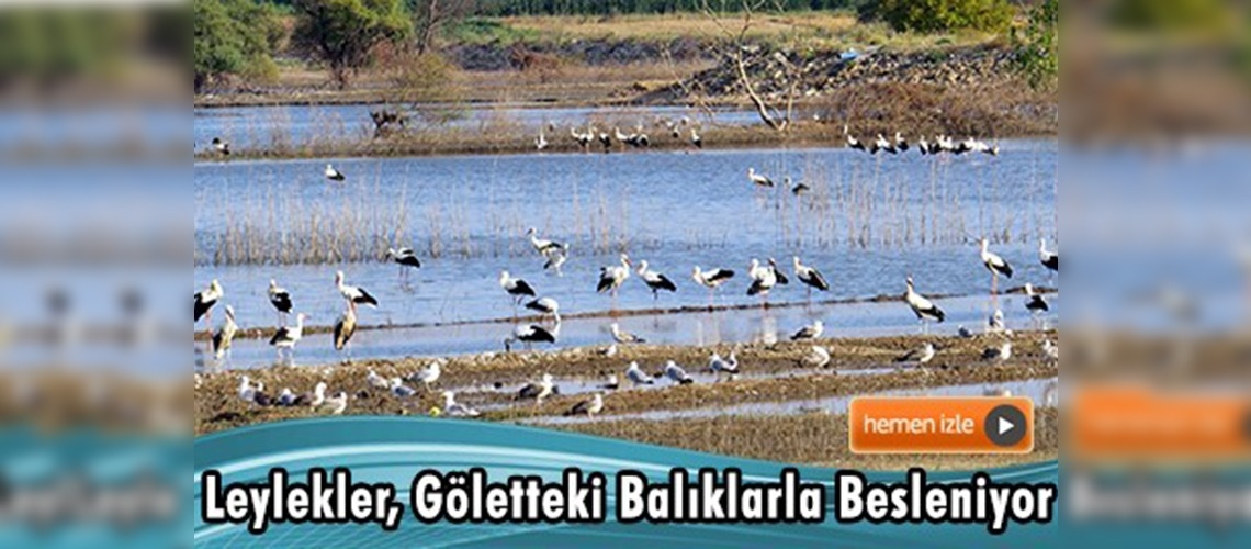 Çanakkale'deki Ayıtdere Göleti'nde leylek yoğunluğu 