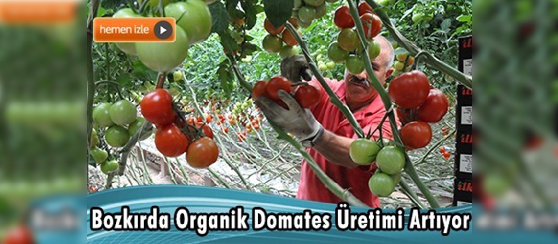 Yozgat'ta Organik Domates Üretimi