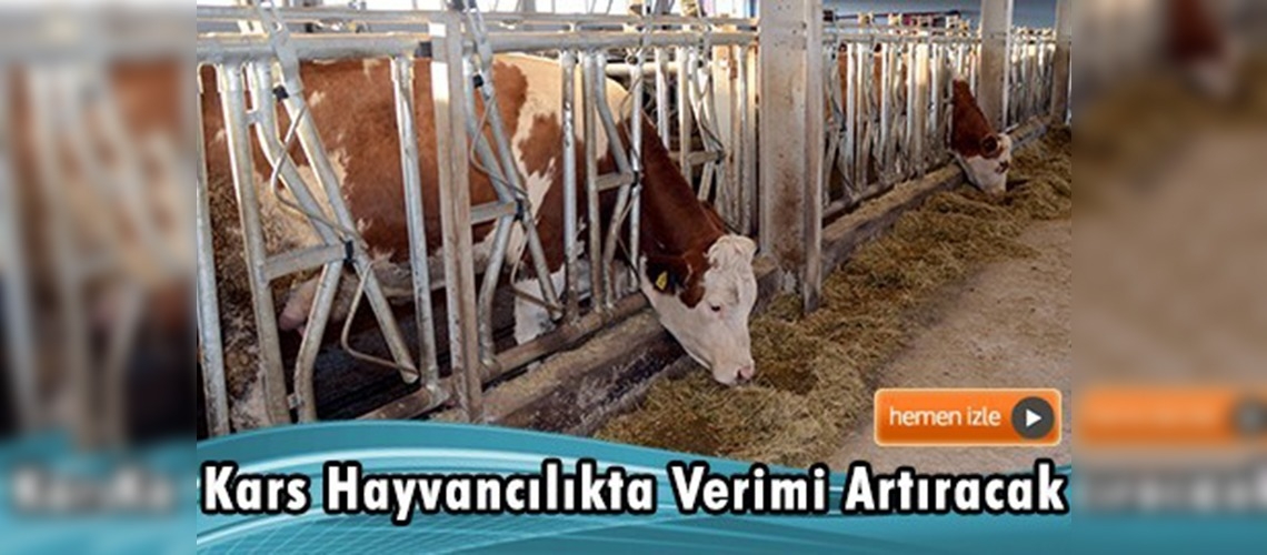 Kars'ta yeni ırklar sayesinde verim artacak