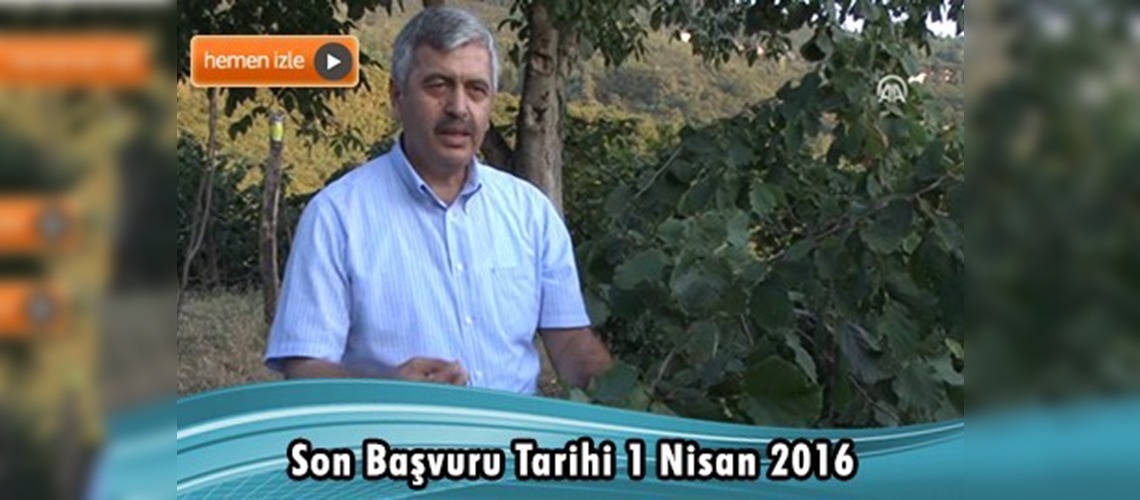 Fındık üreticilerine dekar başına 170 lira destek