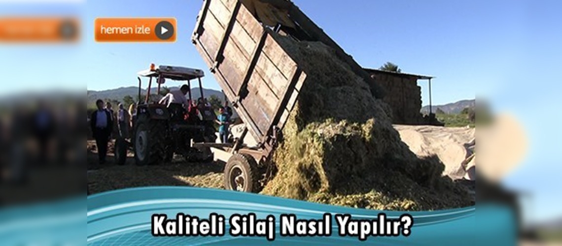 Yörükoğlu Mahallesi kaliteli silaj üretimine geçti