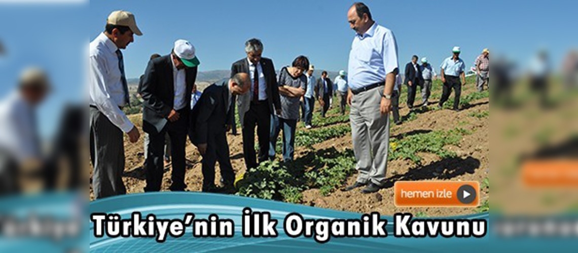 Organik Çankırı 637 Kavunu Üretildi