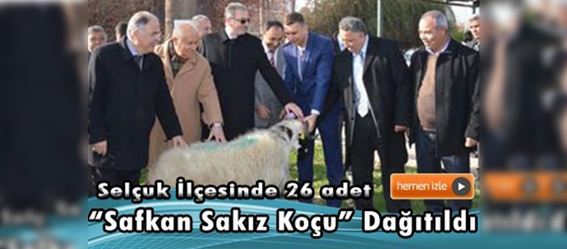 Selçuk İlçesinde 26 adet ''Safkan Sakız Koçu'' dağıtıldı