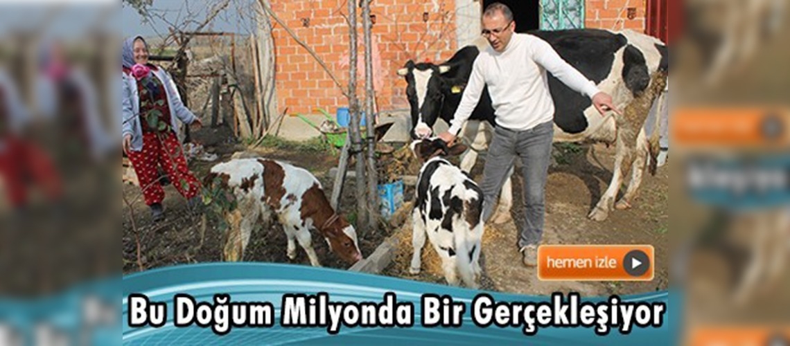 Holstein cinsi inekten ''farklı ırk''larda ikiz buzağı