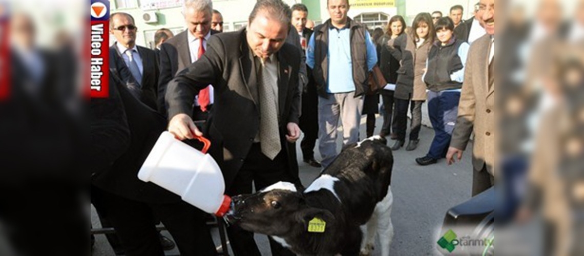 Sığır cinsi hayvanlar bir kartla tanımlanacak 