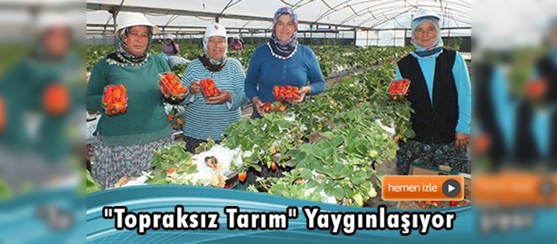 Çilekte ''topraksız tarım'' yaygınlaşıyor