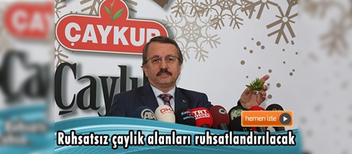 ÇAYKUR günlük yaş çay işleme kapasitesini artırdı