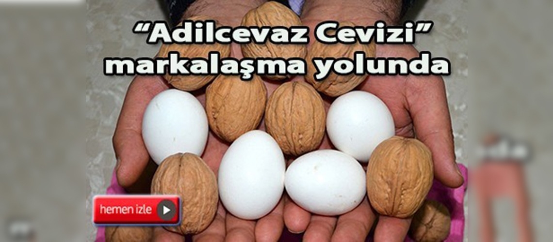 Adilcevaz cevizi markalaşma yolunda