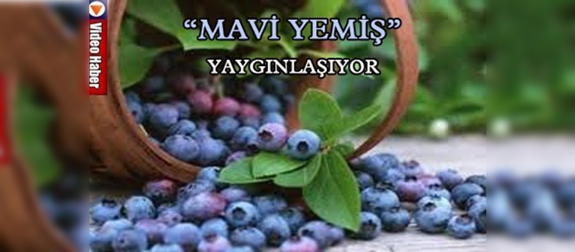 Trabzonda meyvecilik yaygınlaşıyor