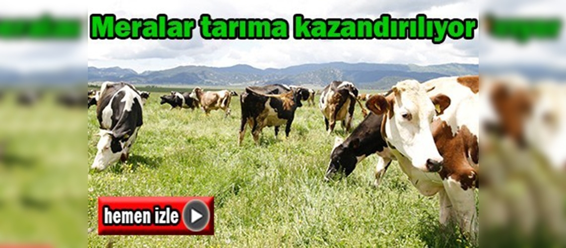 Kahramanmaraş'ta meralar tarıma kazandırılıyor