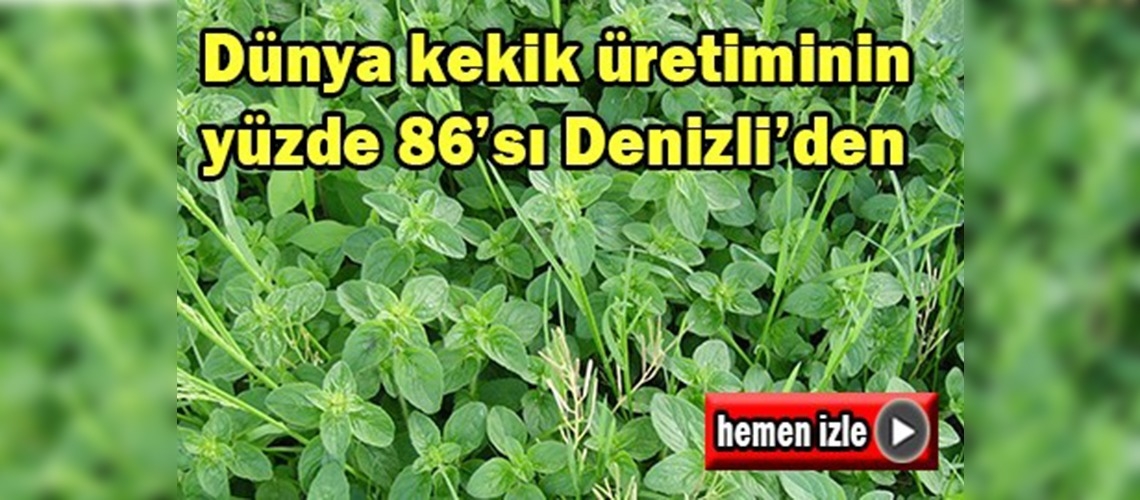 Kekik üretimi yüz güldürüyor