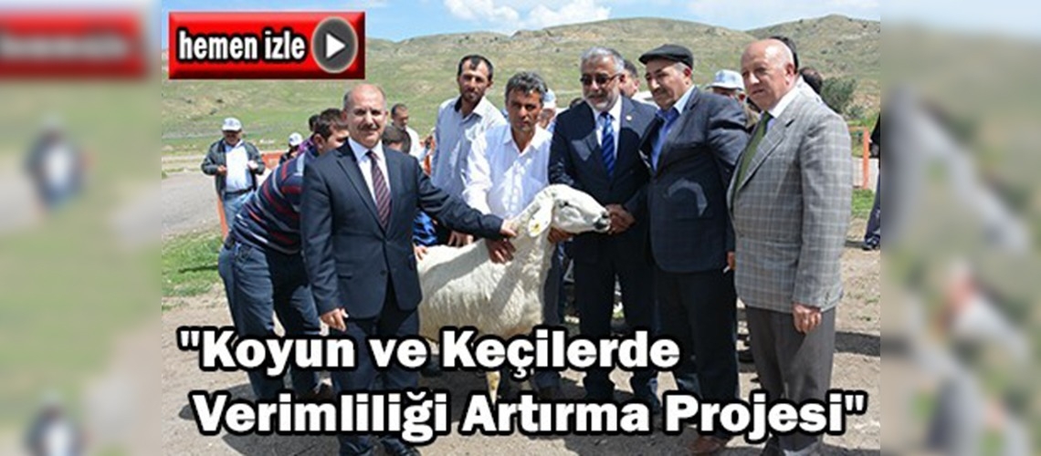 Damızlık koçlar kura ile sahiplerini buldu