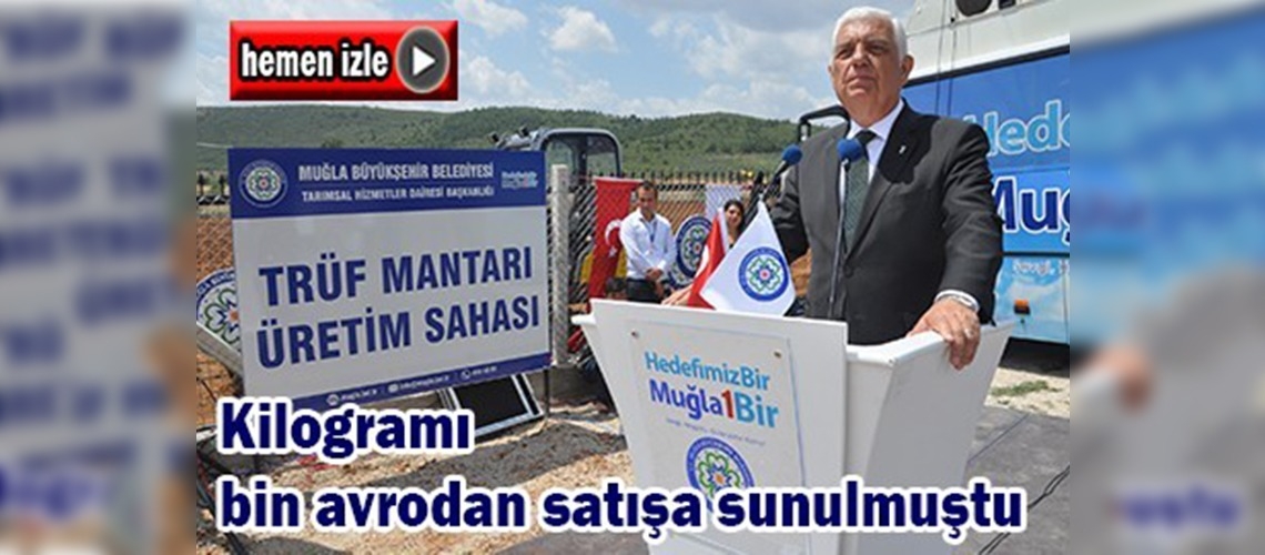 Trüf mantarı aşılı meşe fidanları dikimi yapıldı