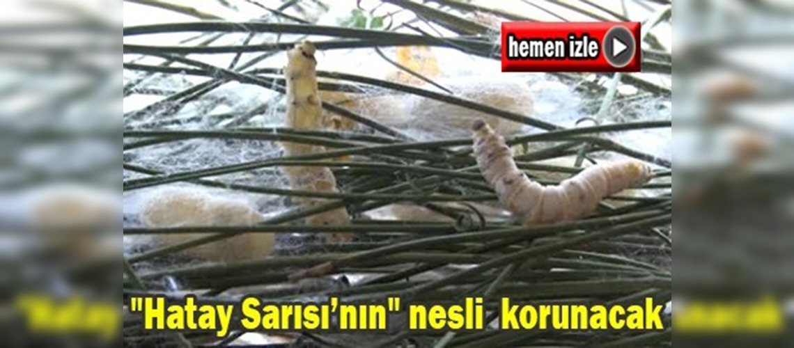 ''Hatay Sarısı'' yeniden canlanacak