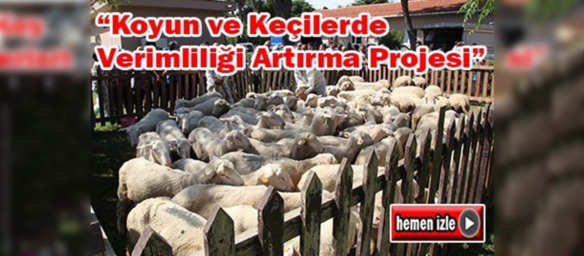 Çanakkale'de Tahirova ve Karacabey Merinos Irkı koçların dağıtımı yapıldı