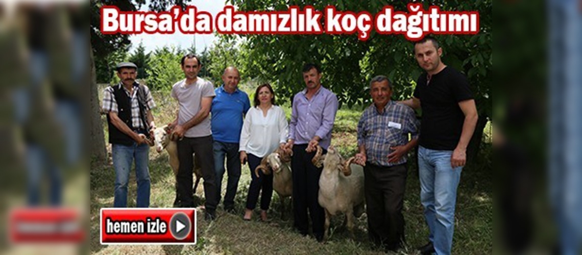 Hayvancılığı geliştirme projesi kapsamında koç dağıtıldı