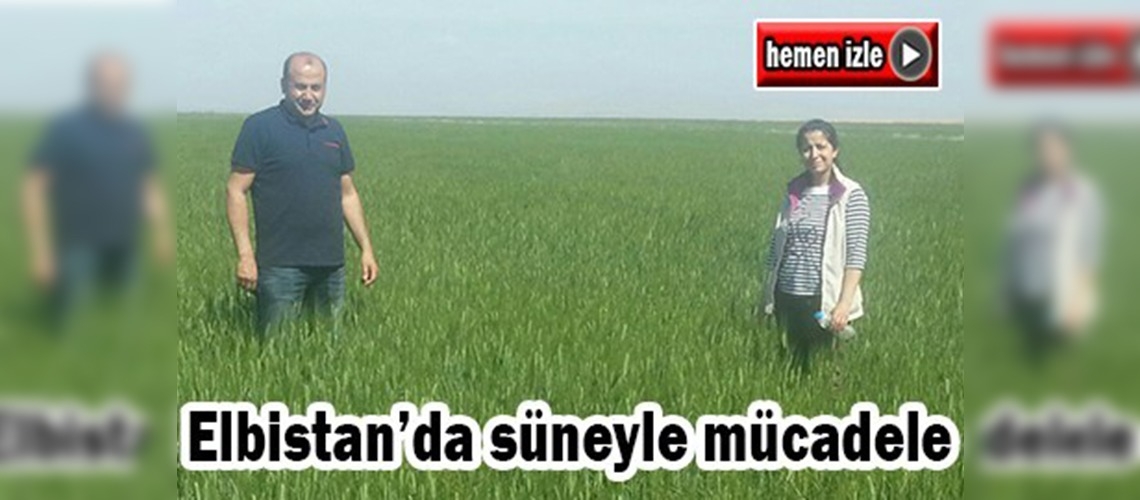 Elbistan İlçesi süne ile mücadeleye devam ediyor