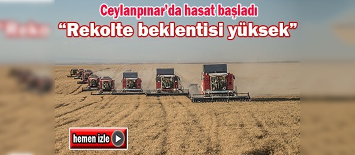 Ceylanpınar'da rekolte beklentisi yüksek